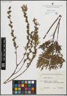 Foto von Salix repens L.